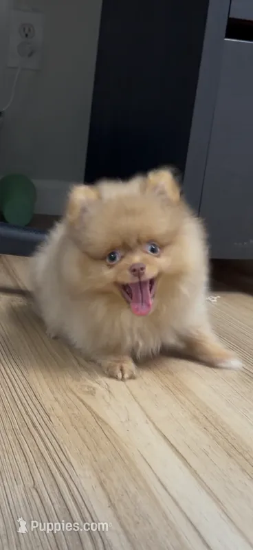 Rare Embark DNA Tested Chocolate Sable Merle Female Pomeranian – Pomeranian puppy for sale in San Diego, CA