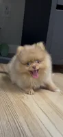 Rare Embark DNA Tested Chocolate Sable Merle Female Pomeranian, a female Pomeranian for sale in San Diego, CA – 1 of 9