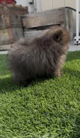 Akc calm and sweet boy, a male Pomeranian for sale in San Diego, CA – 4 of 10