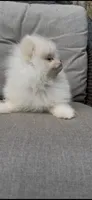 Luna girl, AKC, DNA tetsted , a female Pomeranian for sale in San Diego, CA – 6 of 10