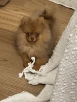 Hazel fluffy happy active puppy , a female Pomeranian for sale in San Diego, CA – 4 of 10
