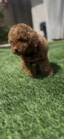 AKC Baby blue boy  ready soon, a male Poodle - Miniature  for sale in San Diego, CA – Photo 10 of 10