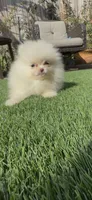Luna girl, AKC, DNA tetsted , a female Pomeranian for sale in San Diego, CA – 8 of 10