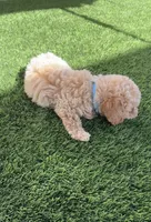 Thor LB  HB, a female Poodle - Toy  and Bichpoo for sale in San Diego, CA – 4 of 6