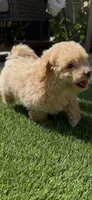 Gray baby boy, a male Bichon Frise and Poodle - Toy  for sale in San Diego, CA – Photo 9 of 10