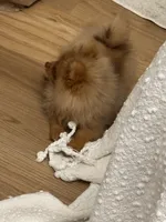 Hazel fluffy happy active puppy , a female Pomeranian for sale in San Diego, CA – 6 of 10