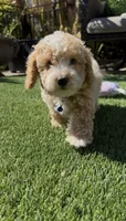 Blue Boy Ready to go Home TODAY, a male Bichon Frise and Poodle - Toy  for sale in San Diego, CA – Photo 5 of 10