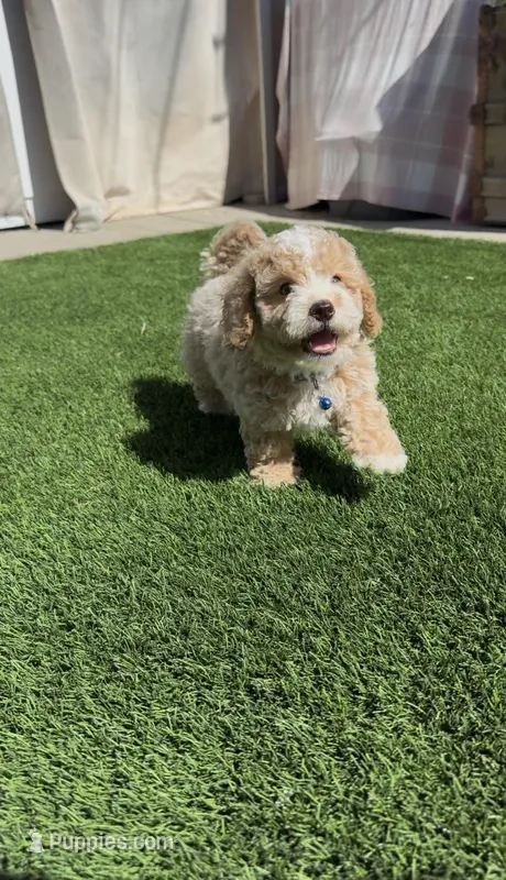 Blue Boy Ready to go Home TODAY – Bichon Frise, Poodle - Toy  puppy for sale in San Diego, CA