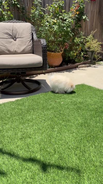 Paris tiny girl, a female Pomeranian for sale in San Diego, CA – 4 of 9