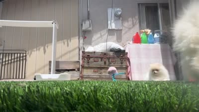 Baby Queen , a female Pomeranian for sale in San Diego, CA – 2 of 9