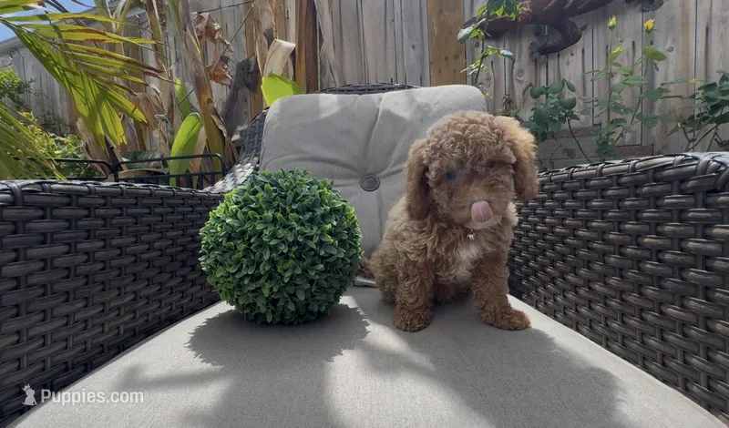 Paige  Ready to go Home TODAY – Poodle - Toy , Bichpoo puppy for sale in San Diego, CA