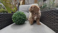 Paige  Ready to go Home TODAY, a female Poodle - Toy  and Bichpoo for sale in San Diego, CA – Photo 8 of 9