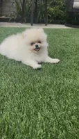 Baby Queen , a female Pomeranian for sale in San Diego, CA – 5 of 9