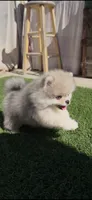 🐻 Tiny Teddy Bear Pomeranian Boy | Sweet & Cuddly, a male Pomeranian for sale in San Diego, CA – 9 of 10