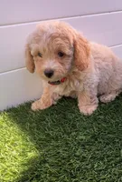 Angel ❤️ Adorable doodle Puppy | Designer Companion, a male Poodle - Toy  for sale in San Diego, CA – 2 of 10