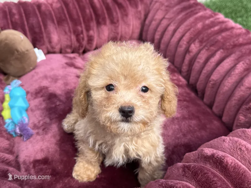 Daisy ready to go home NOW! – Poodle - Toy  puppy for sale in San Diego, CA