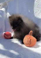 Thor AKC playful and calm puppy, a male Pomeranian for sale in San Diego, CA – 3 of 7