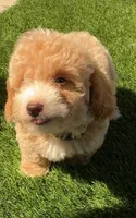 Happy 💛 Adorable Bichpoo Puppy | Designer Companion, a male Poodle - Toy  and Bichpoo for sale in San Diego, CA – 7 of 10