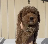 Gusto  baby boy ready to go home Now, a male Poodle - Toy  for sale in San Diego, CA – 3 of 7
