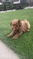 Gusto  baby boy ready to go home Now, a male Poodle - Toy  for sale in San Diego, CA – 4 of 7