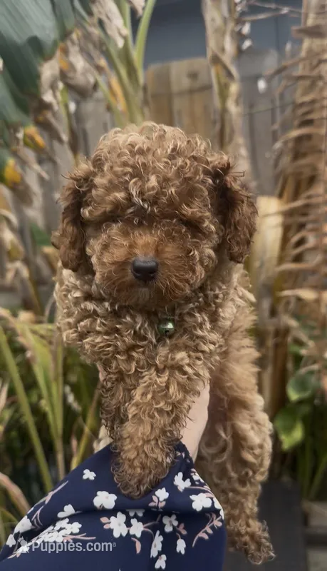 Gusto  baby boy ready to go home Now – Poodle - Toy  puppy for sale in San Diego, CA