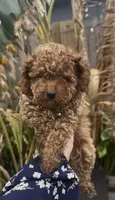 Gusto  baby boy ready to go home Now, a male Poodle - Toy  for sale in San Diego, CA – 1 of 7