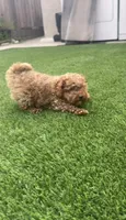 Gusto  baby boy ready to go home Now, a male Poodle - Toy  for sale in San Diego, CA – 5 of 7