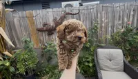 Gusto  baby boy ready to go home Now, a male Poodle - Toy  for sale in San Diego, CA – 7 of 7