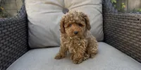 Gusto  baby boy ready to go home Now, a male Poodle - Toy  for sale in San Diego, CA – 2 of 7