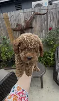 Gusto  baby boy ready to go home Now, a male Poodle - Toy  for sale in San Diego, CA – 6 of 7