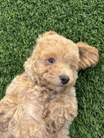 Miko 💙 Adorable Puppy | ready to go home now, a male Bichpoo for sale in San Diego, CA – 7 of 10