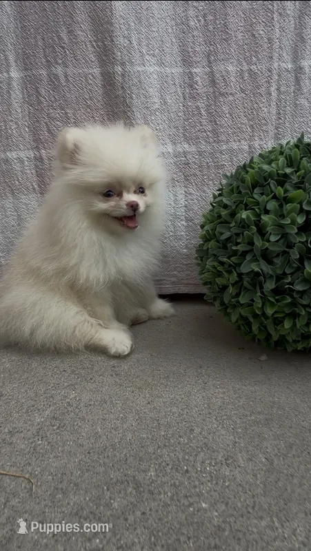 Luna girl, AKC, DNA tetsted  – Pomeranian puppy for sale in San Diego, CA