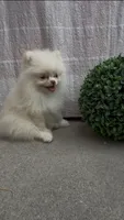 Luna girl, AKC, DNA tetsted , a female Pomeranian for sale in San Diego, CA – 1 of 10