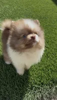 Rare Chocolate Merle Sable Female – Embark DNA Tested, a female Pomeranian for sale in San Diego, CA – 3 of 9
