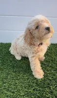 Peaches 🍑 Adorable Bichpoo Puppy , a female Poodle - Toy  and Bichpoo for sale in San Diego, CA – 7 of 9