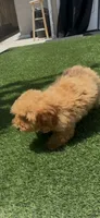 litte red puppy girl bichpoo, a female Poodle - Toy  for sale in San Diego, CA – 10 of 10