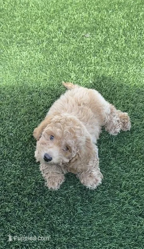 Miko 💙 Adorable Puppy | ready to go home now – Bichpoo puppy for sale in San Diego, CA