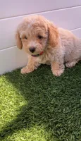 Angel ❤️ Adorable Bichpoo Puppy | Designer Companion, a male Poodle - Toy  and Bichpoo for sale in San Diego, CA – 5 of 10