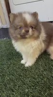 Rare Chocolate Merle Sable Female – Embark DNA Tested, a female Pomeranian for sale in San Diego, CA – 7 of 9