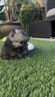 Wolfie, a male Pomeranian for sale in San Diego, CA – Photo 6 of 10