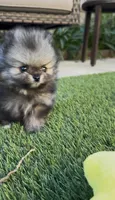 Wolfie, a male Pomeranian for sale in San Diego, CA – Photo 8 of 10
