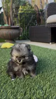 Wolfie, a male Pomeranian for sale in San Diego, CA – Photo 5 of 10