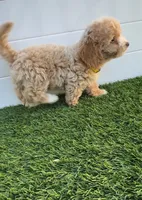 Happy 💛 Adorable Bichpoo Puppy | Designer Companion, a male Poodle - Toy  and Bichpoo for sale in San Diego, CA – 8 of 10