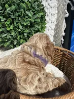 purple girl, a female Bichon Frise and Poodle - Toy  for sale in San Diego, CA – Photo 9 of 10