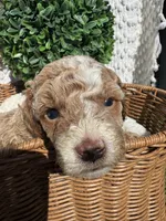 purple girl, a female Bichon Frise and Poodle - Toy  for sale in San Diego, CA – Photo 8 of 10