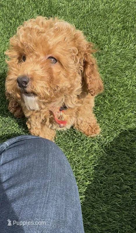 tiny Red girl bichpoo  ready to go home Now  – Poodle - Toy , Bichpoo puppy for sale in San Diego, CA