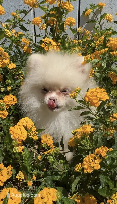 Coconut white playful calm puppy – Pomeranian puppy for sale in San Diego, CA