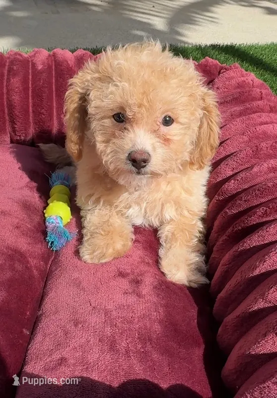 Lily P ready to go home NOW! – Poodle - Toy , Bichpoo puppy for sale in San Diego, CA