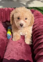 Lily P ready to go home NOW!, a female Poodle - Toy  and Bichpoo for sale in San Diego, CA – 1 of 7