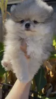 Blue eyes merle pomeranian boy, ready now , a male Pomeranian for sale in San Diego, CA – 3 of 10